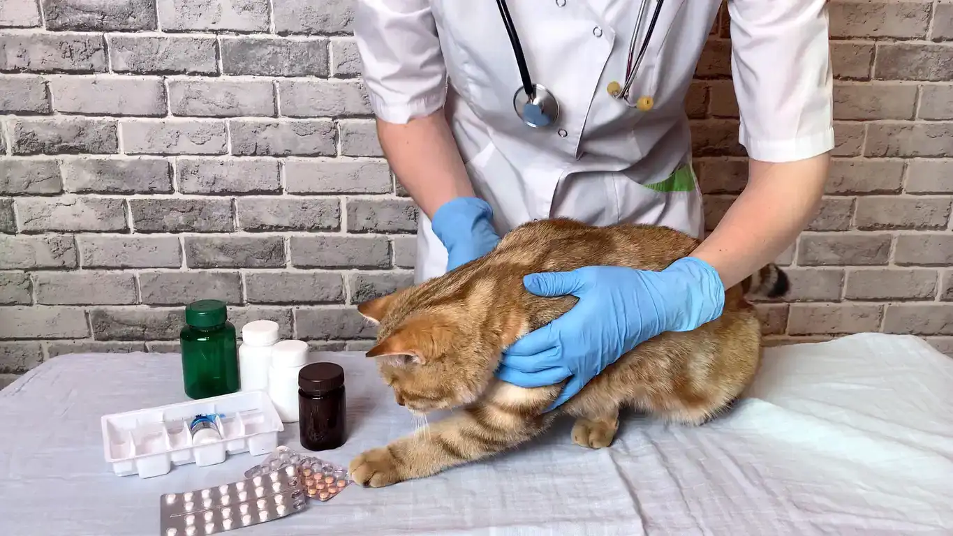 How can I treat cat scratch fever?