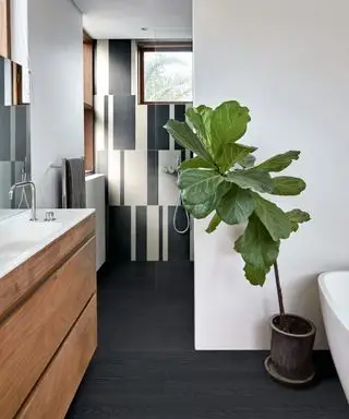 Un baño con suelo negro y paredes blancas con una gran planta verde y plato de ducha.
