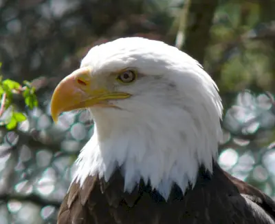 Mensagens de animais, totens, simbolismo da águia, significado da águia, totem da águia, sonho da águia, pássaros, aves de rapina, águia dourada, águia americana, águia marinha