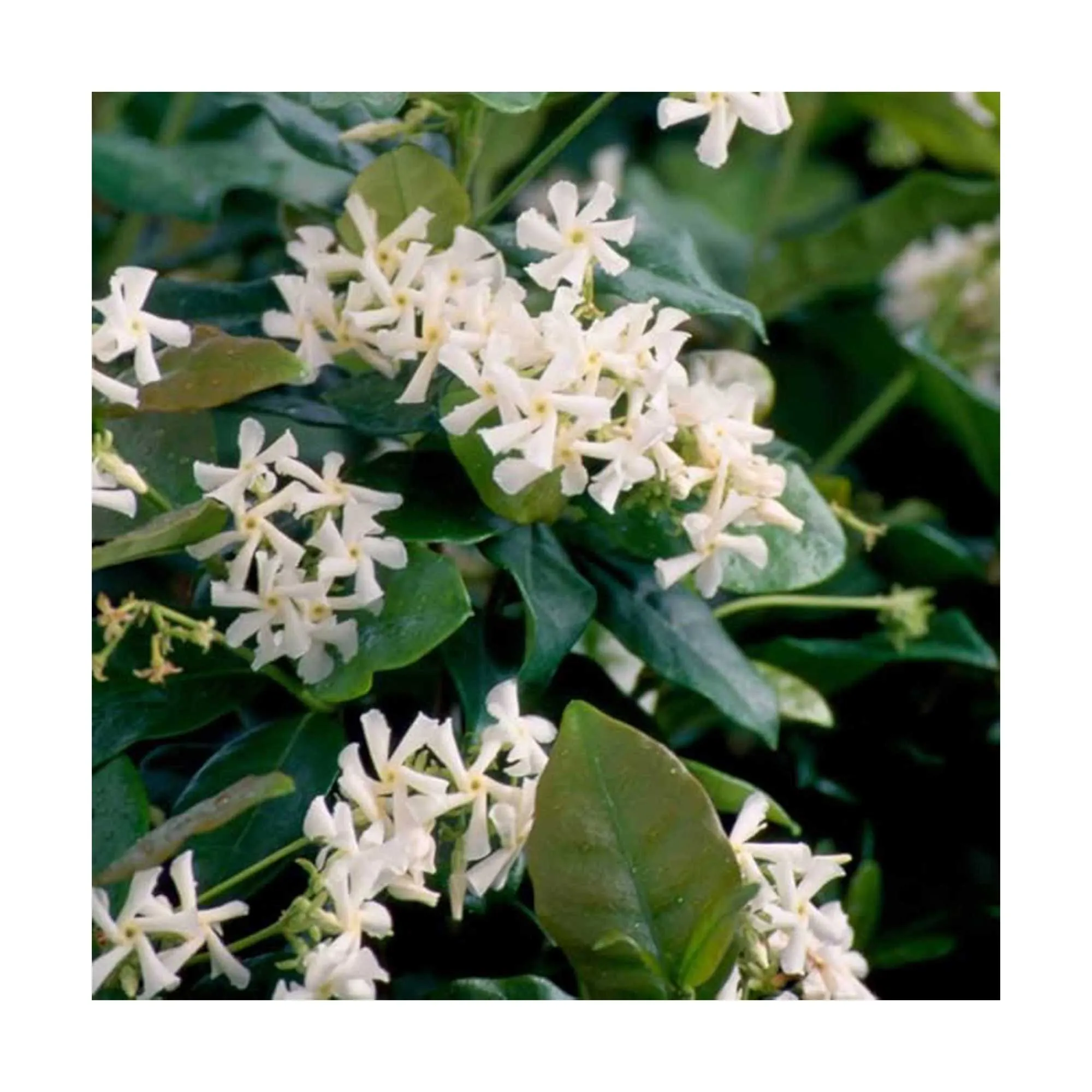 jaśmin gwiaździsty od Plants By Mail' loading='lazy' title=
