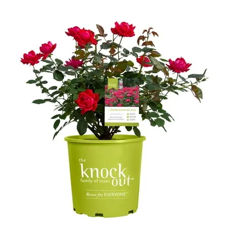 A rosa vermelha dupla Knock Out com flores vibrantes em vermelho cereja' loading='lazy' title=