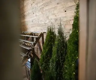 Una línea de árboles de Navidad de enebro.