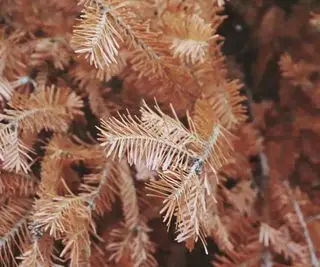 Agujas marrones en un árbol de navidad