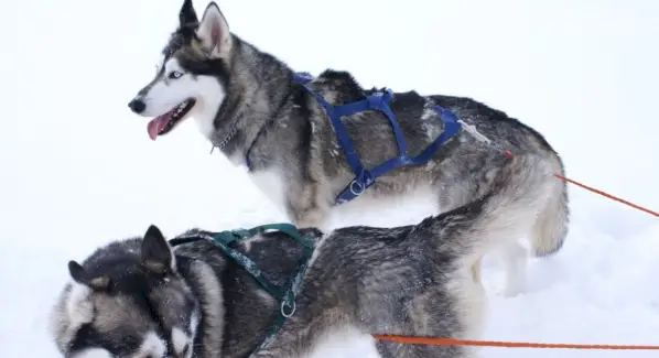 Husky symbolika, Husky význam, Husky Totem, Husky Dream a zprávy
