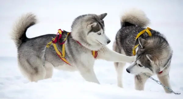 Husky symbolika, Husky význam, Husky Totem, Husky Dream a zprávy
