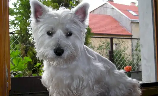 Simbolismo do Cachorro, Significado do Cachorro, Totem do Cachorro, Sonho do Cachorro e Mensagens