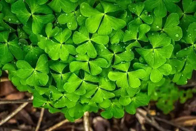 Shamrock on St Patricks Day