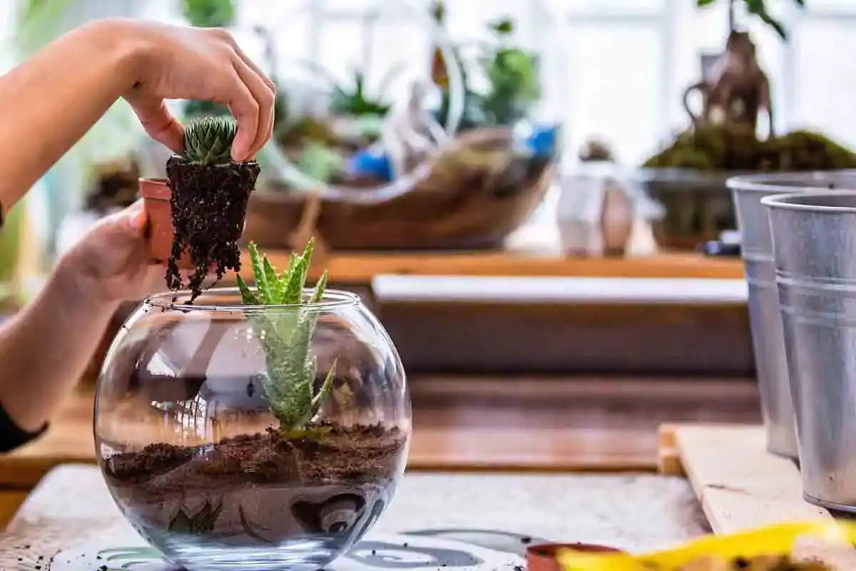 Terrarium
