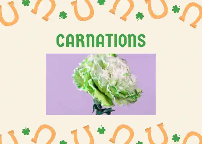 Carnations