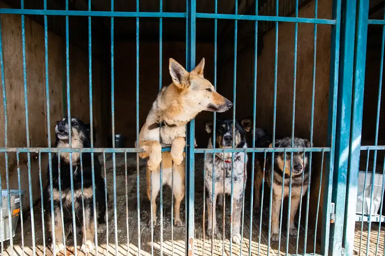 Backyard Breeder Warning Signs