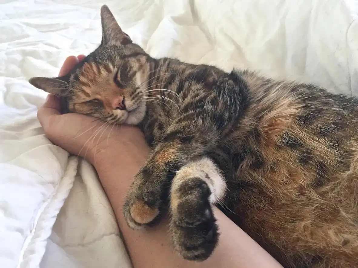 Leaving Your Cat at Home or in a Kennel While You