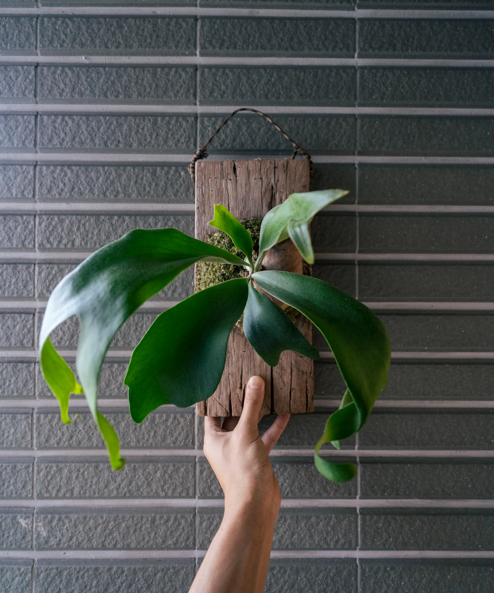 Fern di Staghorn montata' loading='lazy' title=
