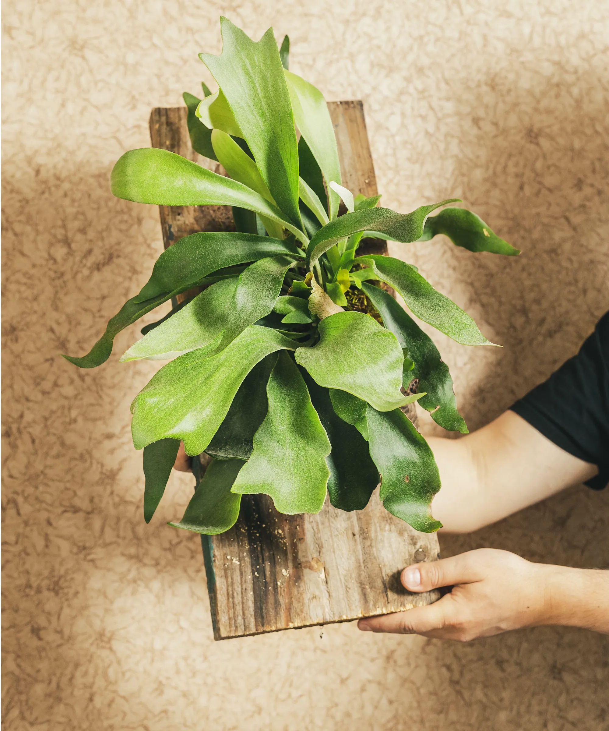 Fern di Staghorn montata' loading='lazy' title=
