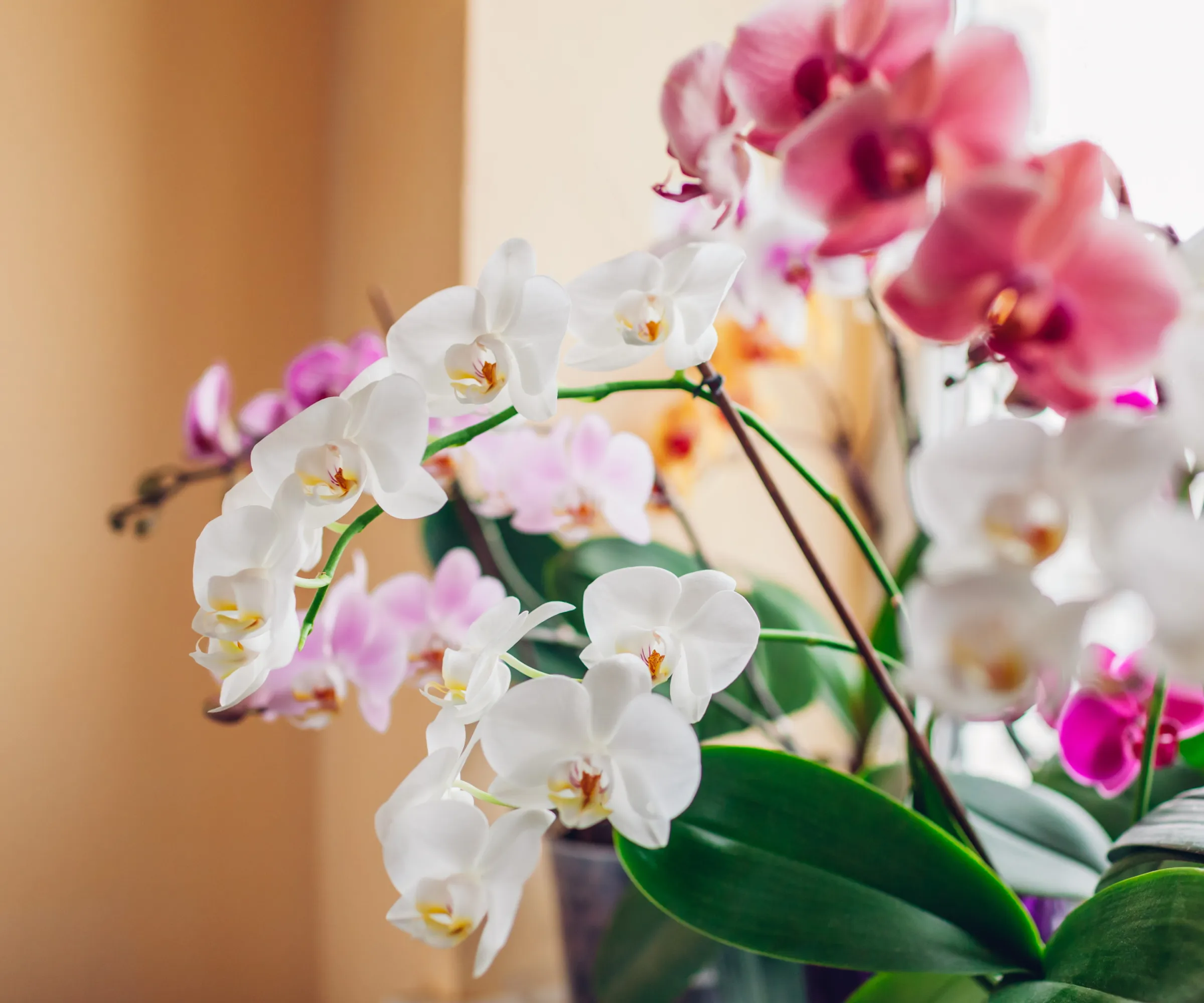 Orchide di falena bianche e rosa' loading='lazy' title=