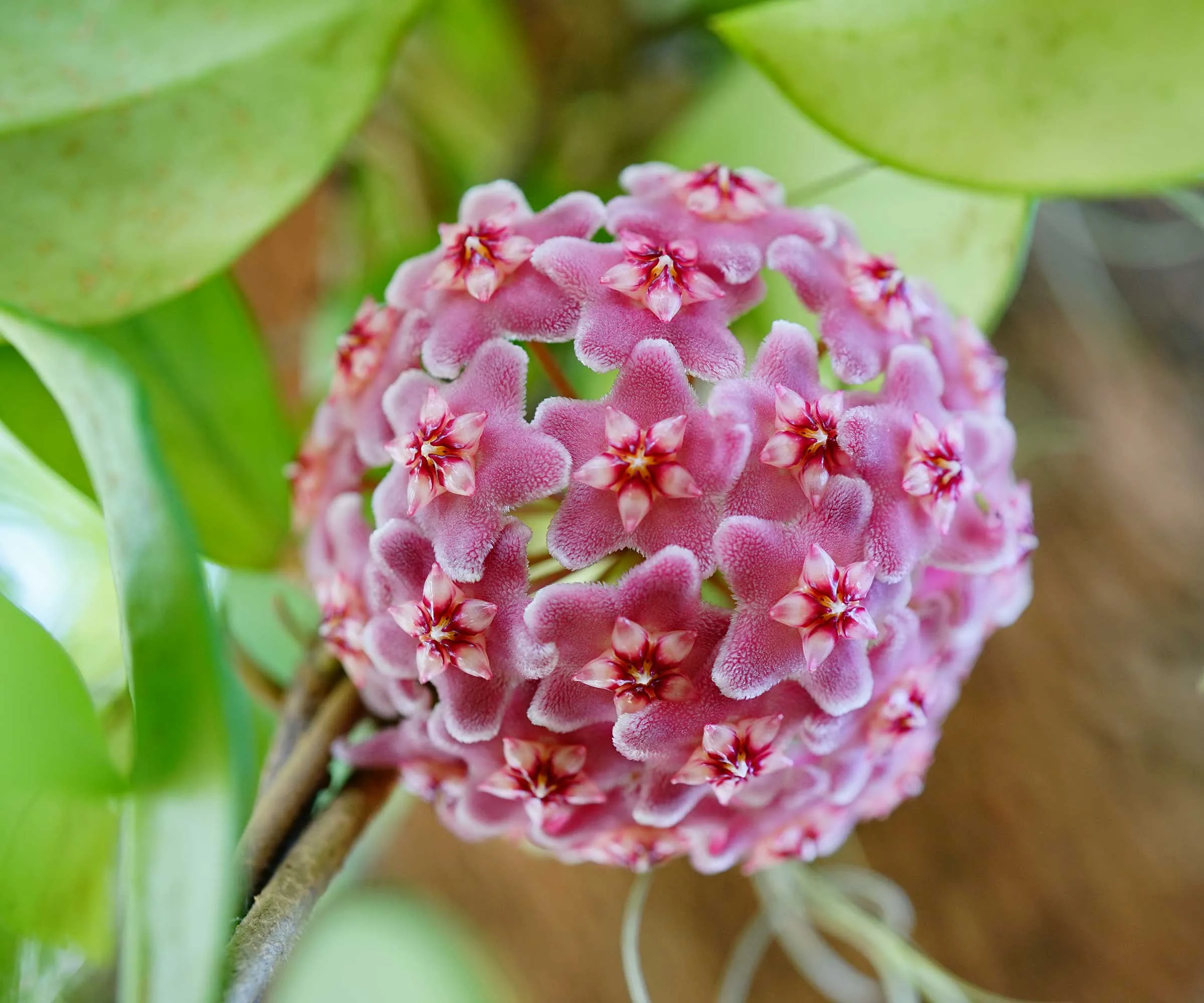 Purple Hoya Flowerhead' loading='lazy' title=