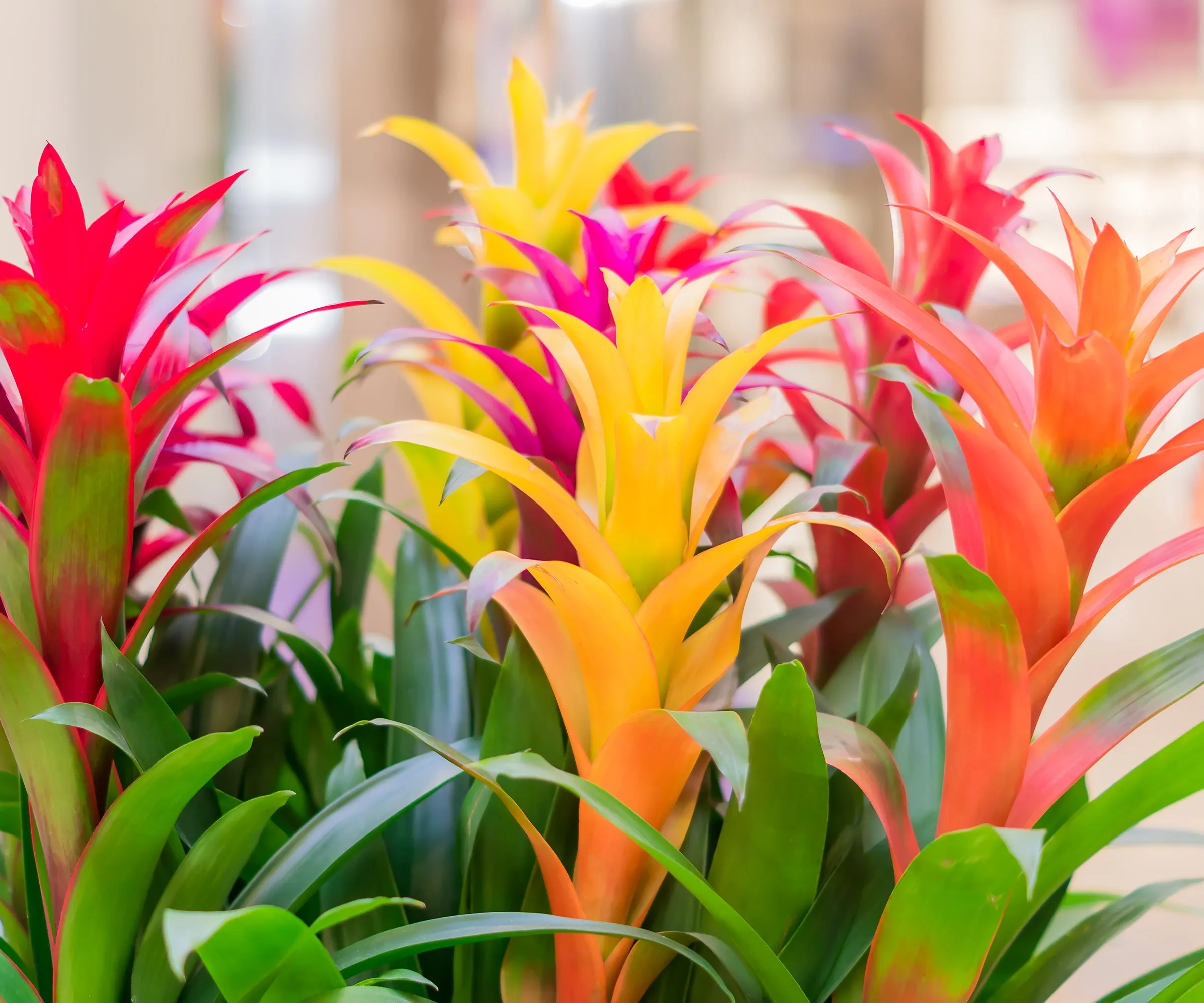 Bromelia colorate' loading='lazy' title=