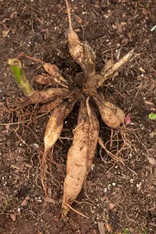 tuberi maturi della dalia appena sollevati per lo svernamento, la raccolta