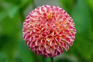 Dalia