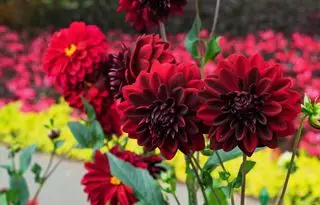 Le dalie rosse della notte araba fioriscono nel giardino