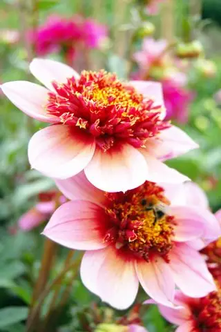 primo piano del fiore rosa dahila