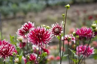 Fiore rosso della dalia fiorisce nel giardino