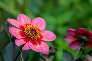 Primo piano di un fiore rosa dalia in fiore