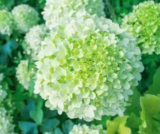 Flor tingida de verde de uma hortênsia em destaque