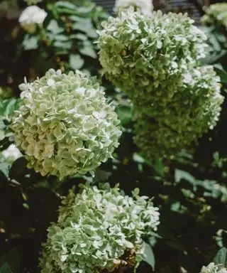 Flores de hortênsia verdes e brancas em destaque