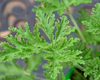 listy citronely