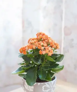 Oransjeblomstrende kalanchoe i potte
