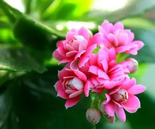 Nærbilde av rosa kalanchoe-blomster