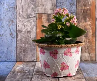 Kalanchoe i en rosa blomsterkrukke på trebord