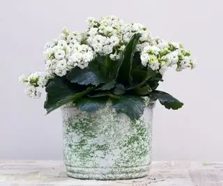 Hvit kalanchoe-plante i blekgrønn keramikkkrukke