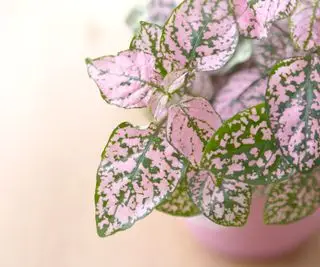 Rosa og grønn prikkete plante