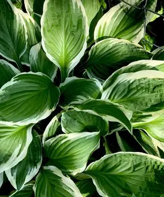 zdravé listy hosta