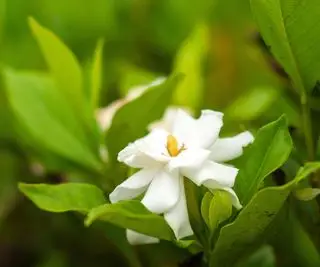 Krásna gardénia kvitne v botanickej záhrade