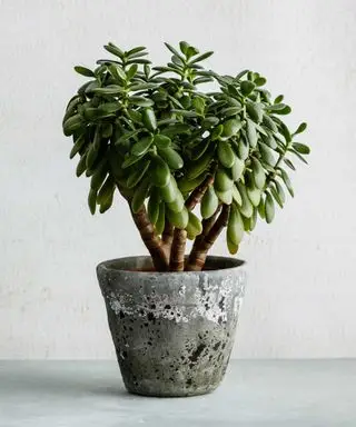 pianta di giada in vaso grigio