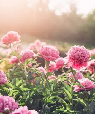 Pivoines
