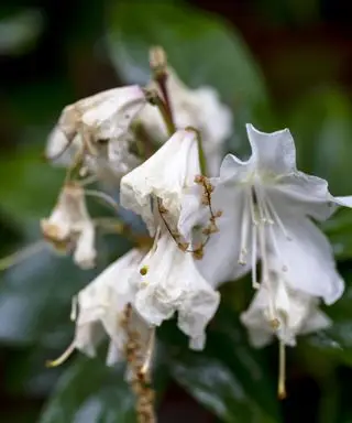 Fleurs d'azalée pourries