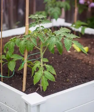 piante di pomodoro che crescono in un letto rialzato dipinto di bianco