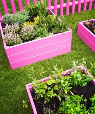letti rialzati dipinti di rosa in un giardino di erbe aromatiche