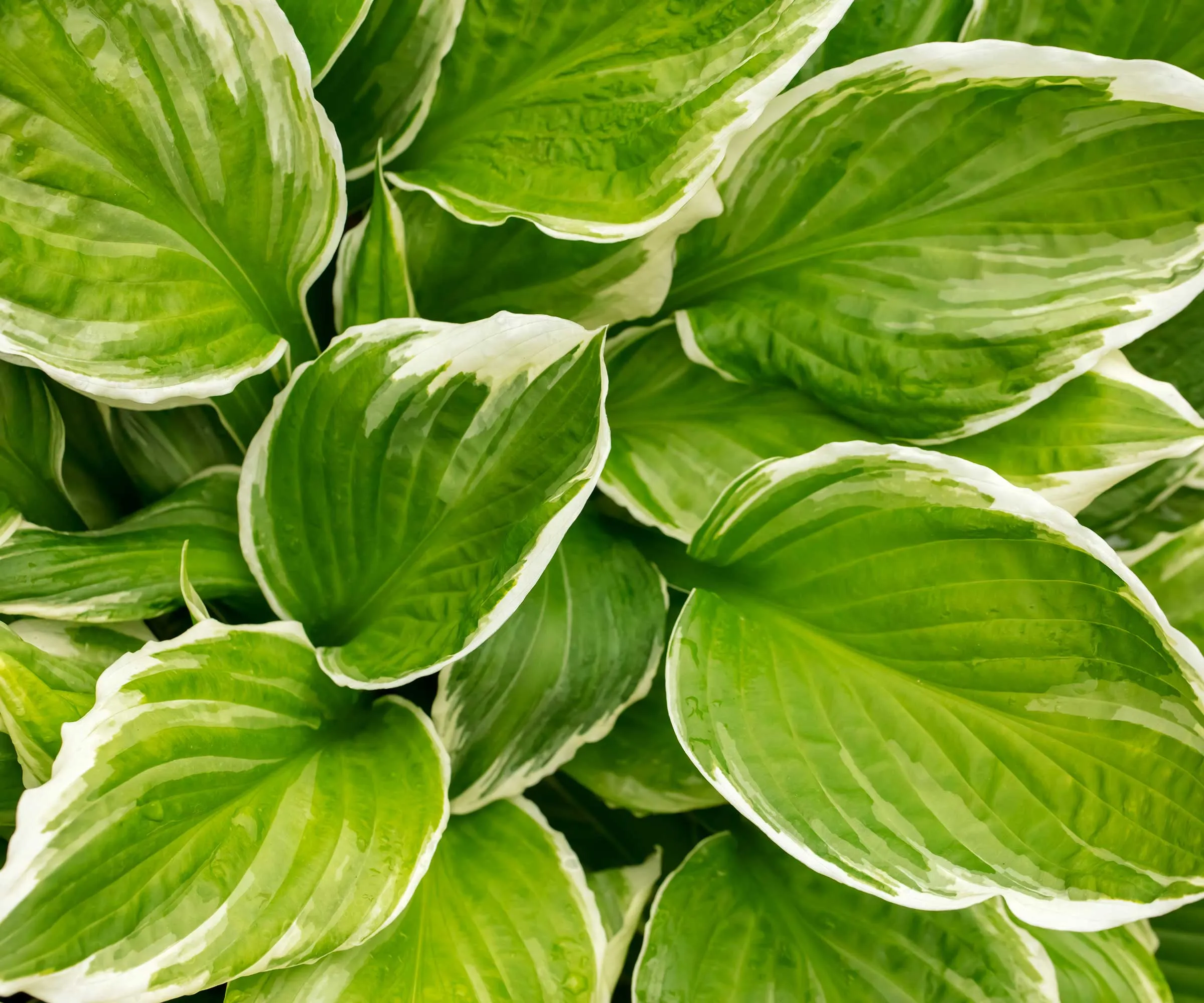 sprettede hostas' loading='lazy' title=