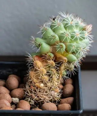 cacto com podridão de raiz
