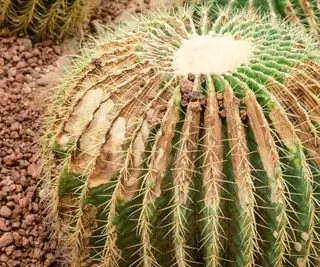 cacto com ferrugem, doença fúngica