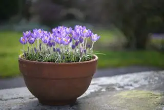 Wunderschöne Krokusart, die Ende Februar blüht