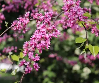 różowy kwiat redbud