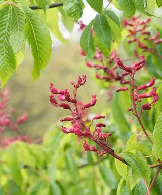 czerwone kwiaty buckeye na drzewie