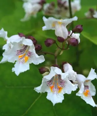 Kwiaty surmii speciosa