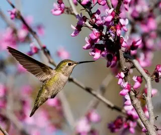 kwiaty kolibra i redbud
