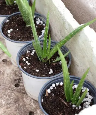 aloe vera forplantning